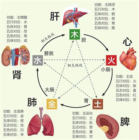 五行 五脏|中医蕴含的五行学说，五脏之间的关系